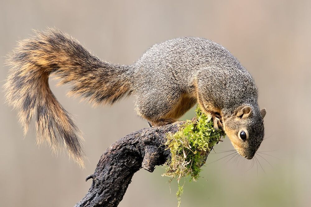 Лисья Белка -Fox Squirrel