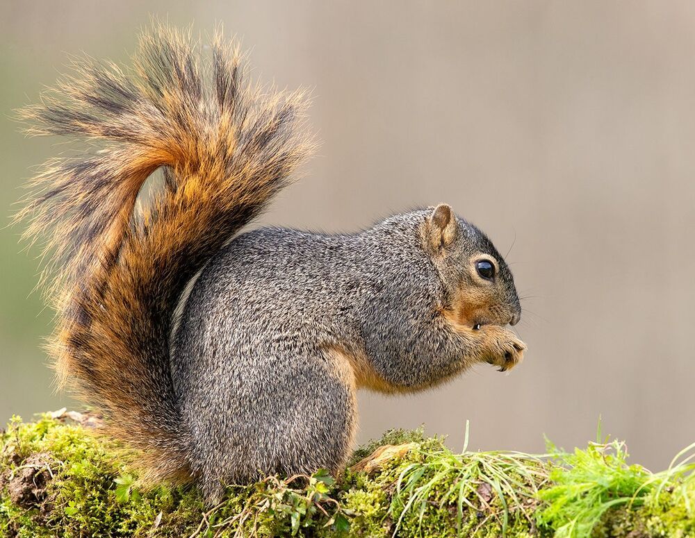 Лисья Белка -Fox Squirrel