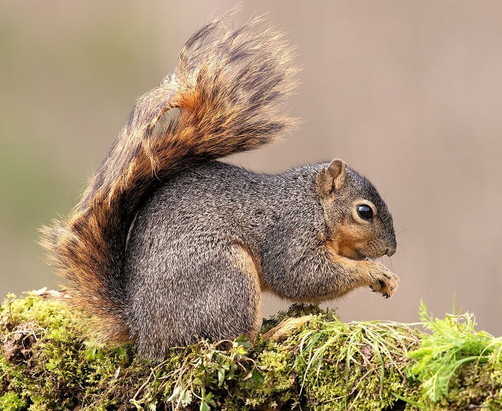 Лисья Белка -Fox Squirrel