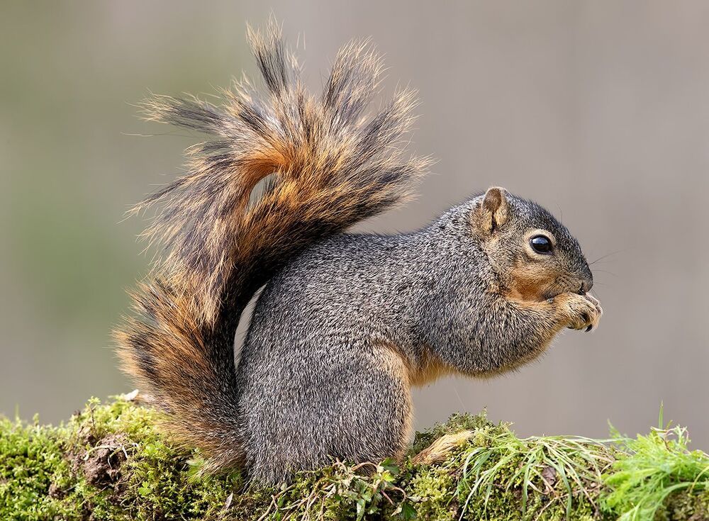 Лисья Белка -Fox Squirrel