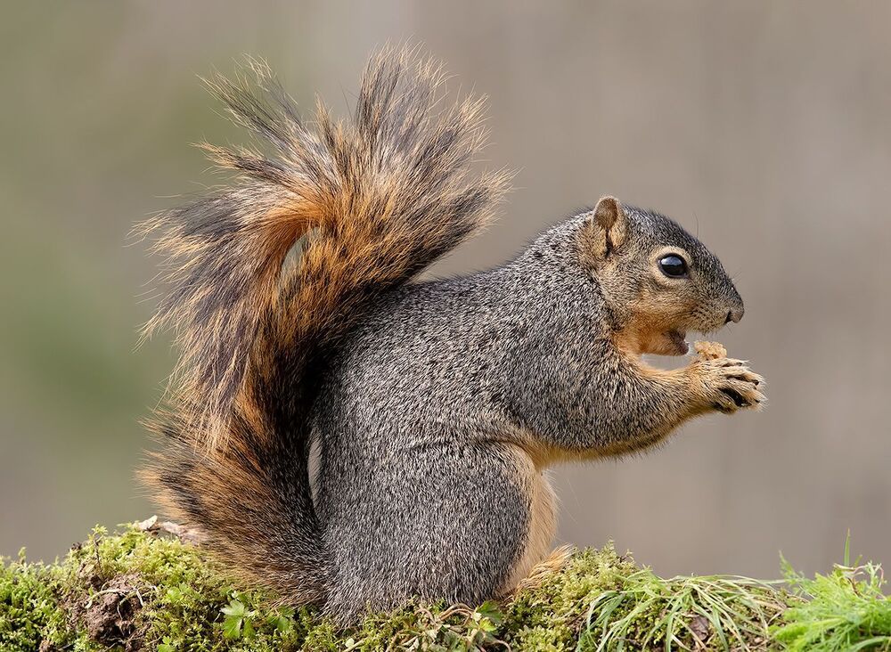 Лисья Белка -Fox Squirrel
