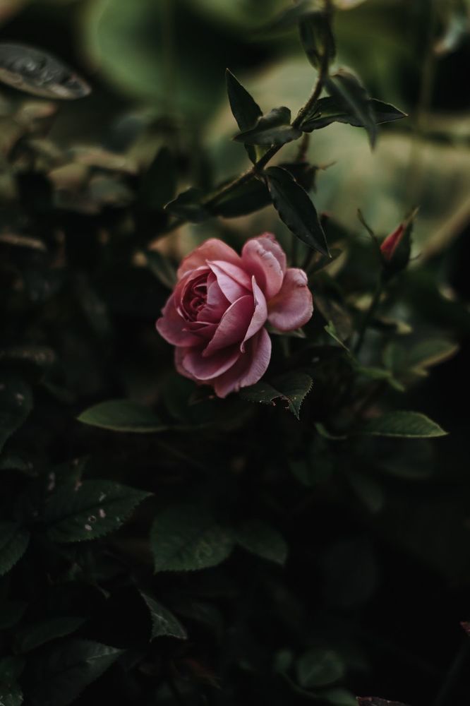 Photo 1681418