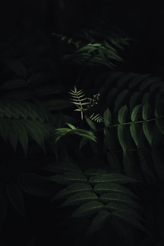 Photo 1681419