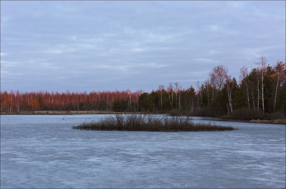 Первые лучи на деревьях