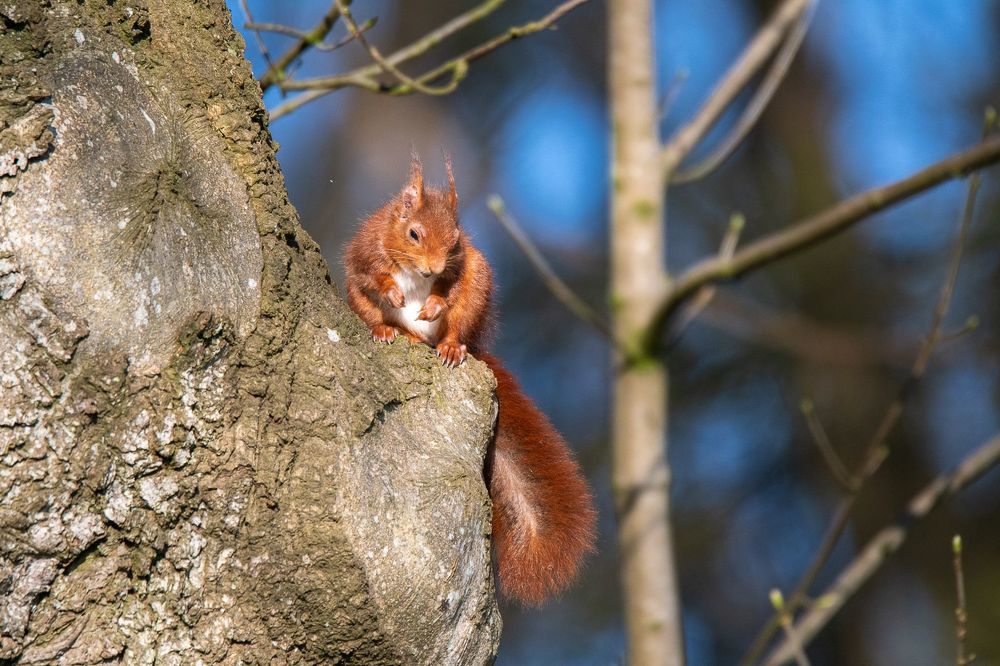 Beautie in Woodland