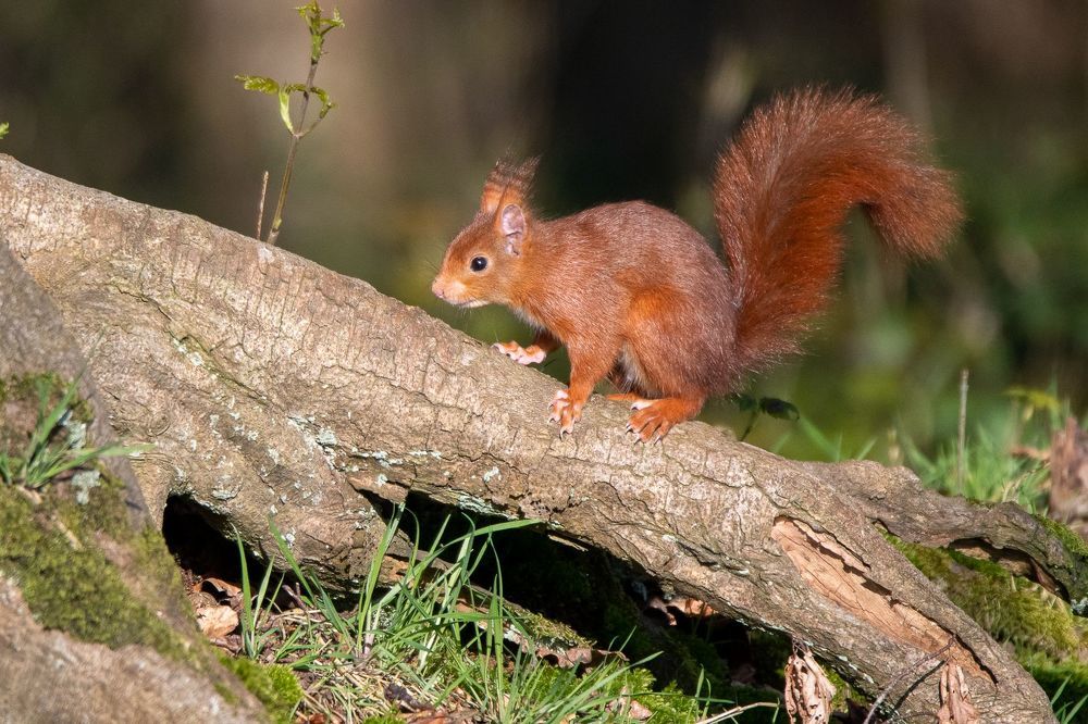 Beautie in Woodland