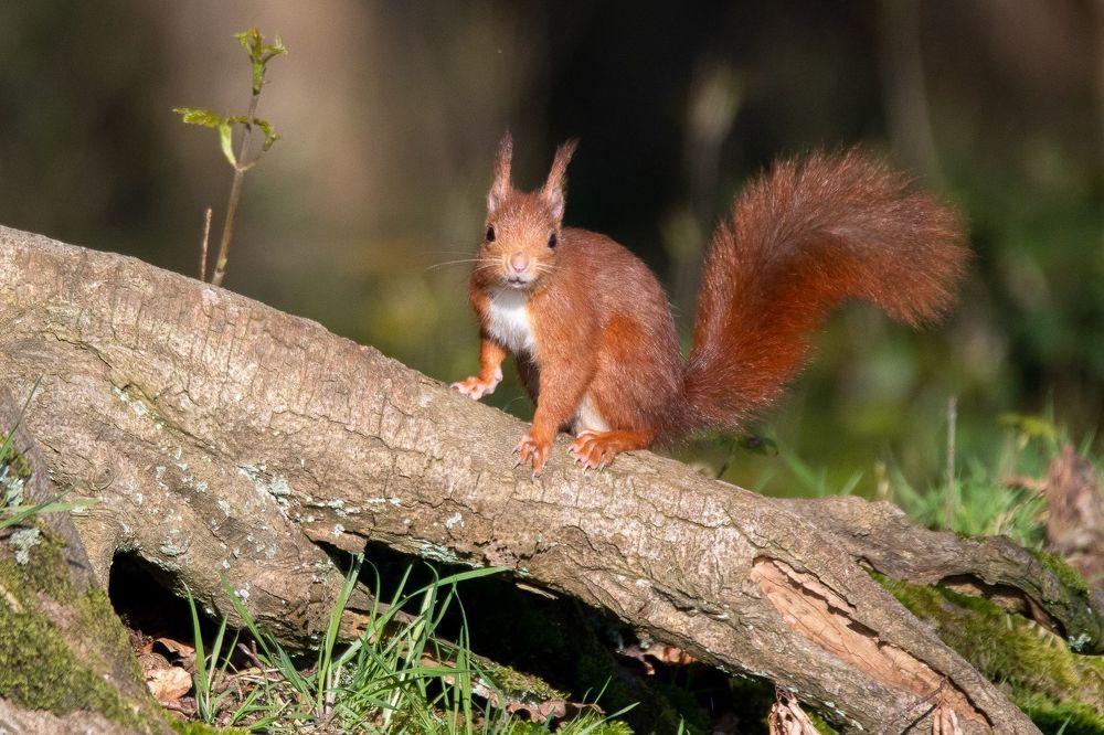 Beautie in Woodland