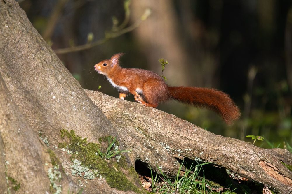 Beautie in Woodland