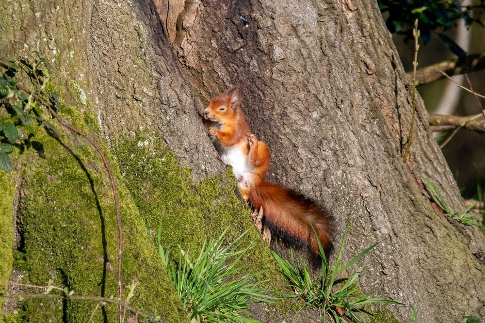 Beautie in Woodland
