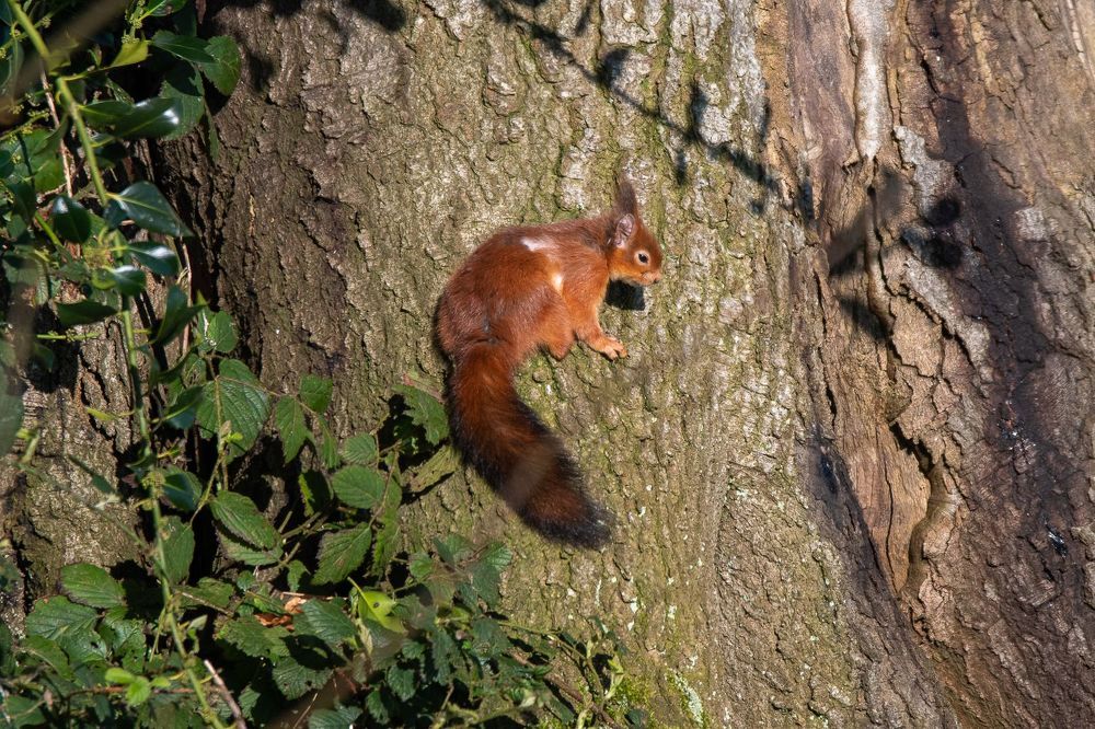 Beautie in Woodland