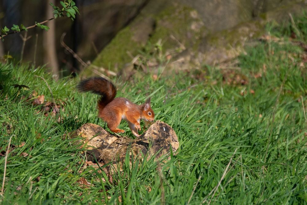 Beautie in Woodland
