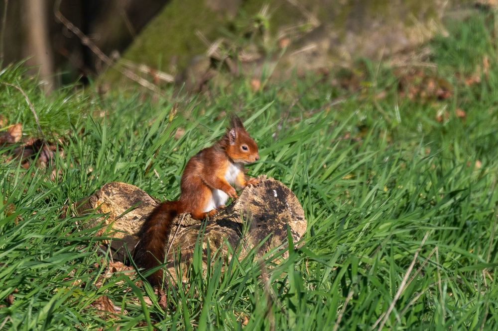Beautie in Woodland