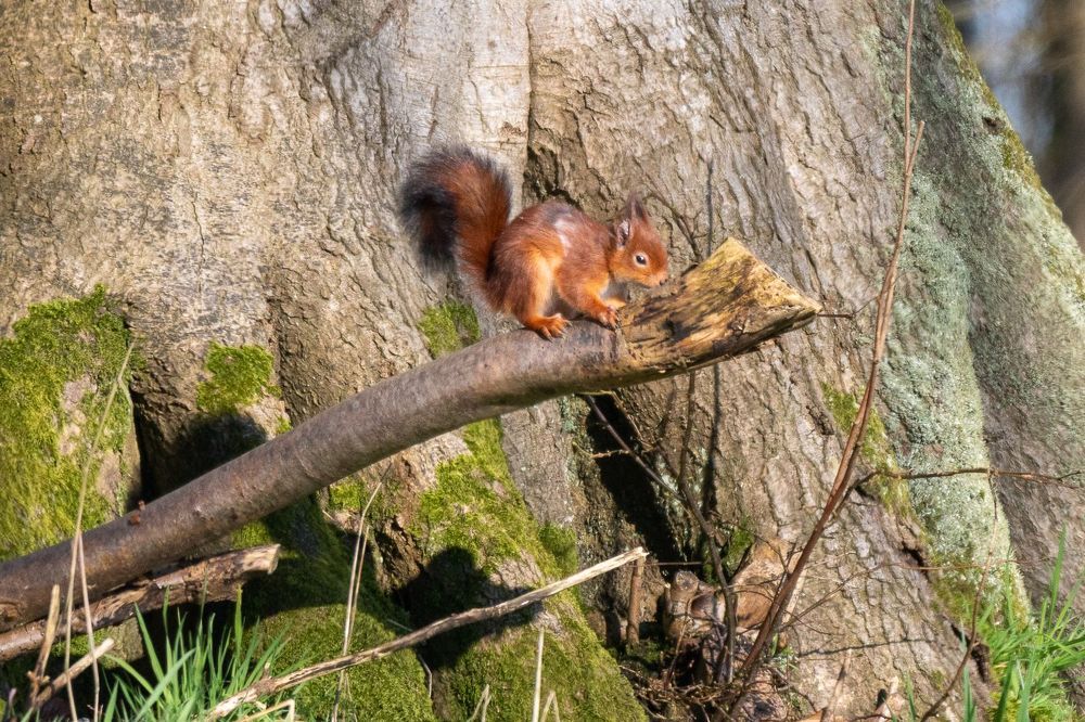 Beautie in Woodland
