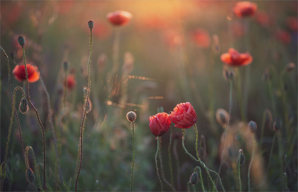 evening of favorite flowers ...