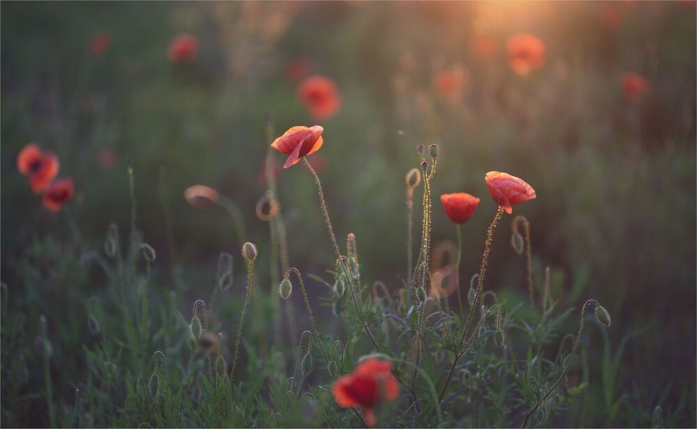 evening of favorite flowers ...