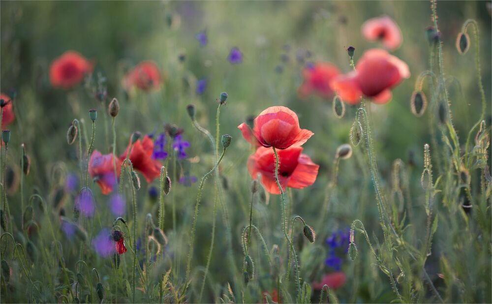 evening of favorite flowers ...