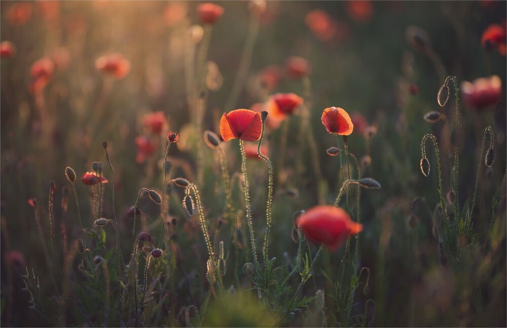 evening of favorite flowers ...