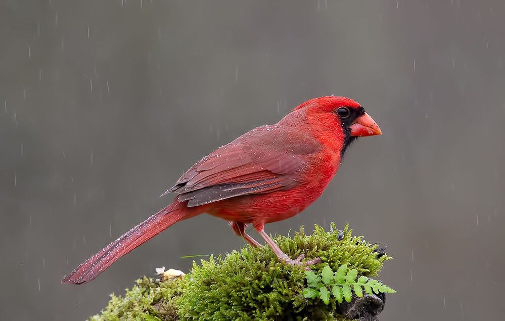Красный кардинал - Northern Cardinal male