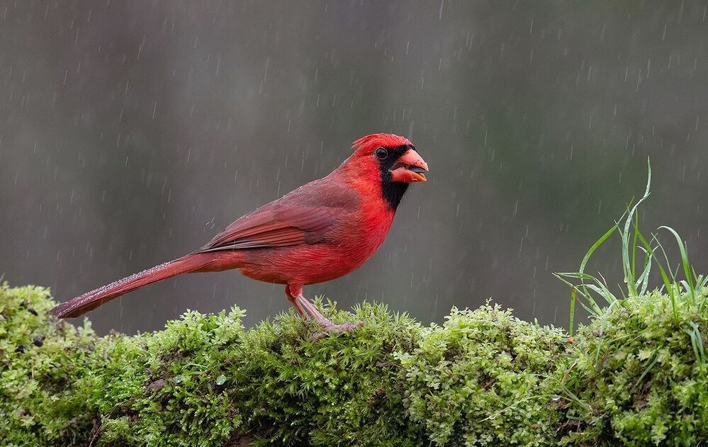 Красный кардинал - Northern Cardinal male