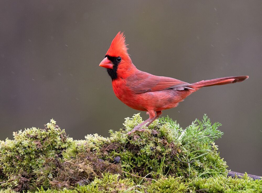 Красный кардинал - Northern Cardinal male
