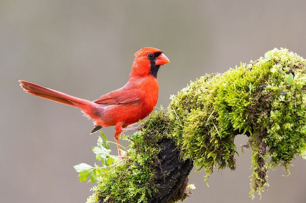 Красный кардинал - Northern Cardinal male