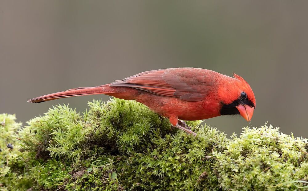 Красный кардинал - Northern Cardinal male