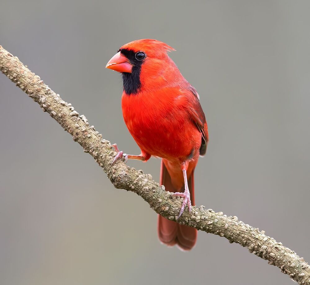 Красный кардинал - Northern Cardinal male