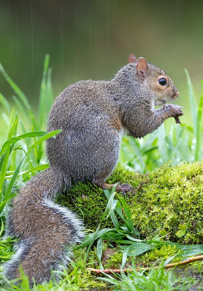 Gray squirrel - Каролинская белка