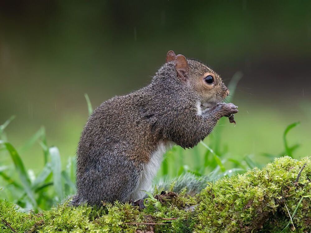 Gray squirrel - Каролинская белка
