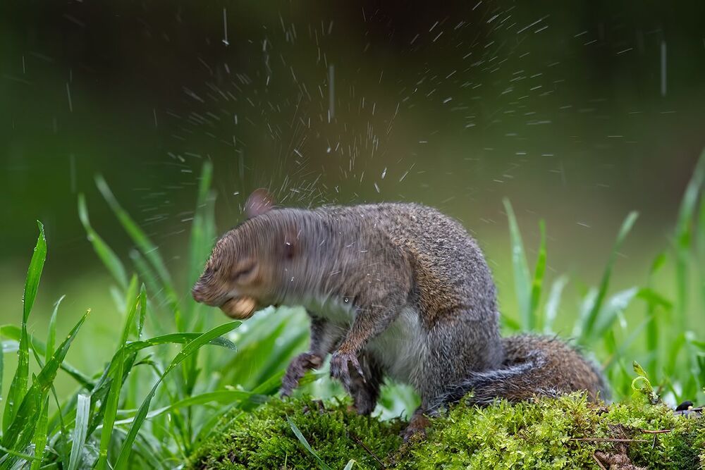 Gray squirrel - Каролинская белка