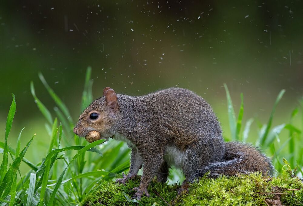 Gray squirrel - Каролинская белка