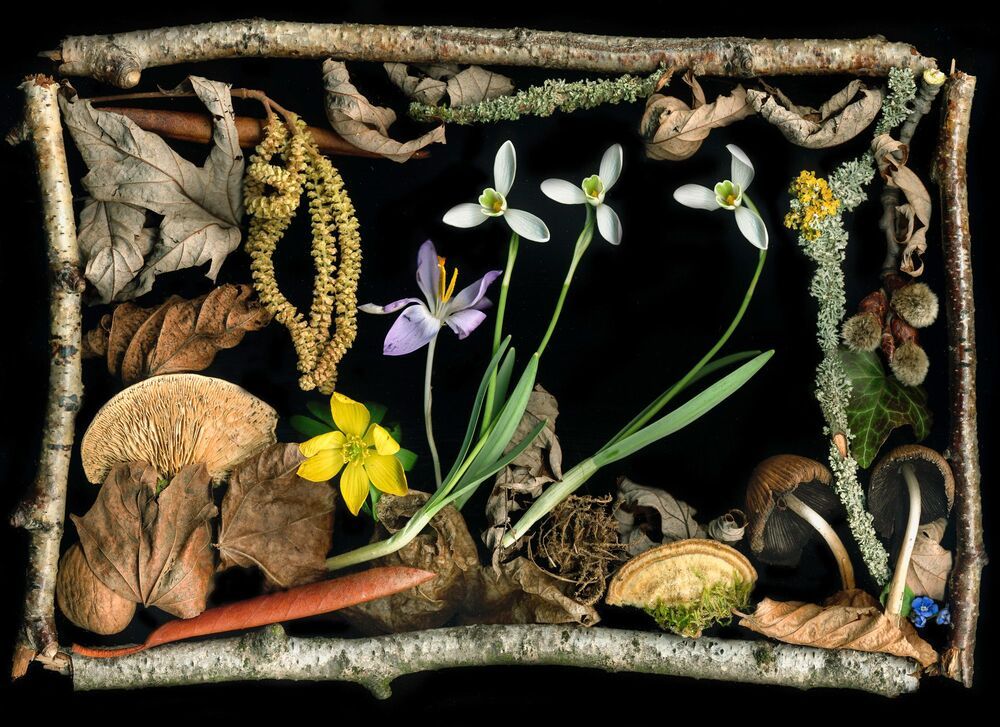 Arrangements of natural materials scanned.