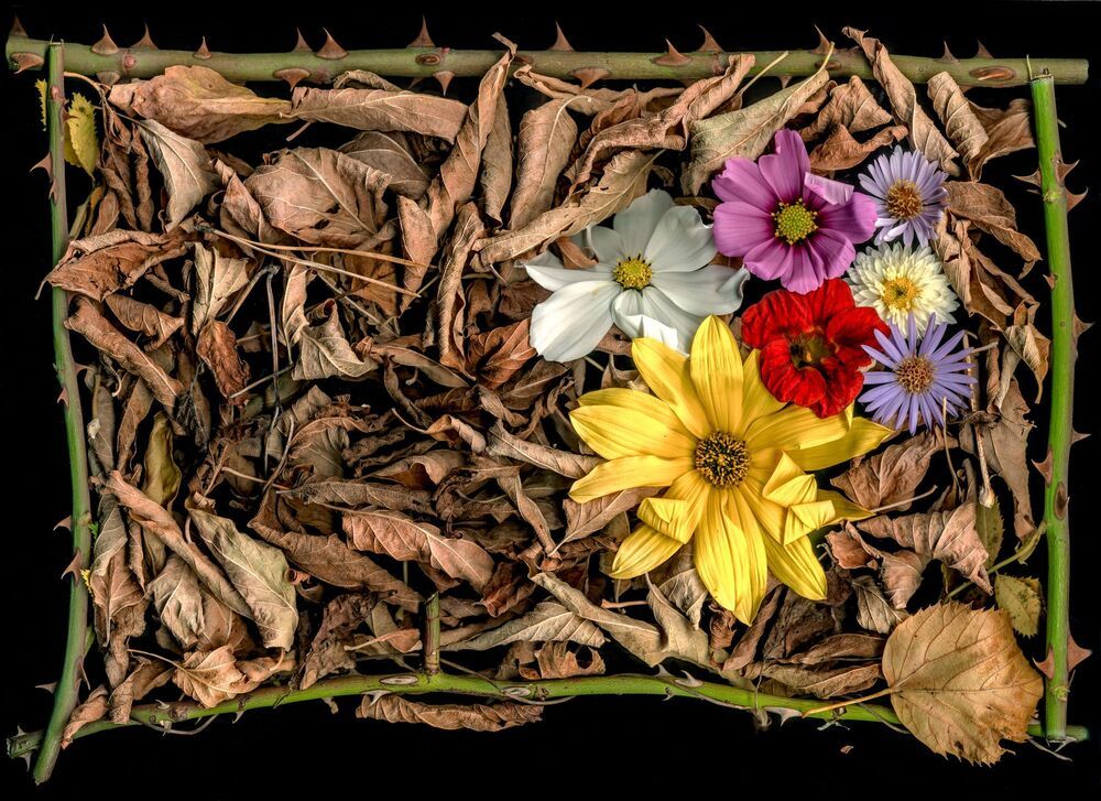 Arrangements of natural materials scanned.