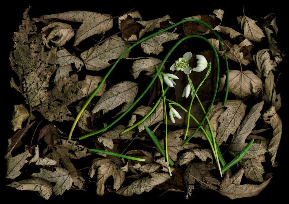 Arrangements of natural materials scanned.