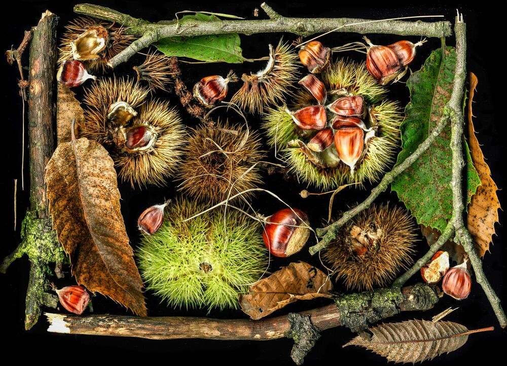Arrangements of natural materials scanned.