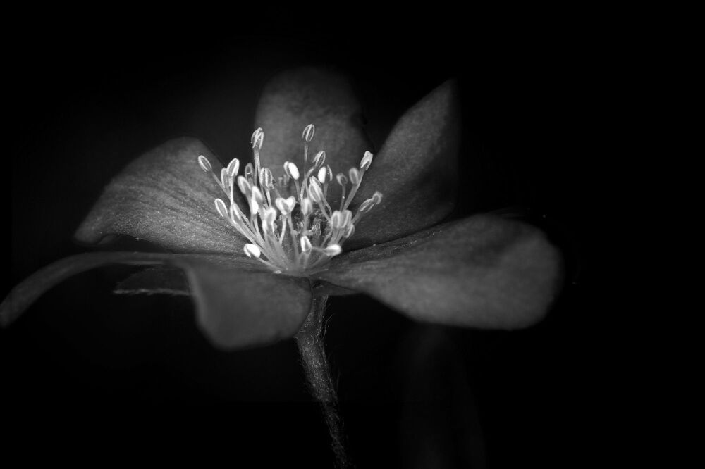 Hepatica nobilis, Ranunculaceae