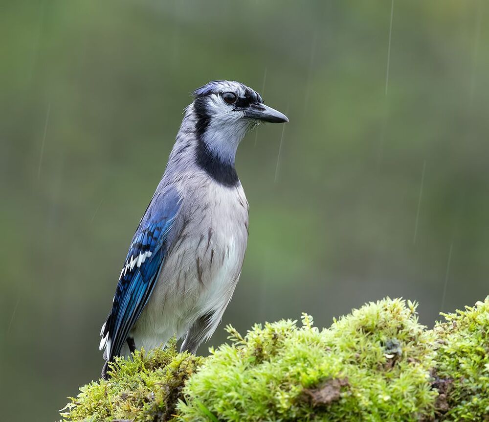Голуюая сойка - Blue Jay