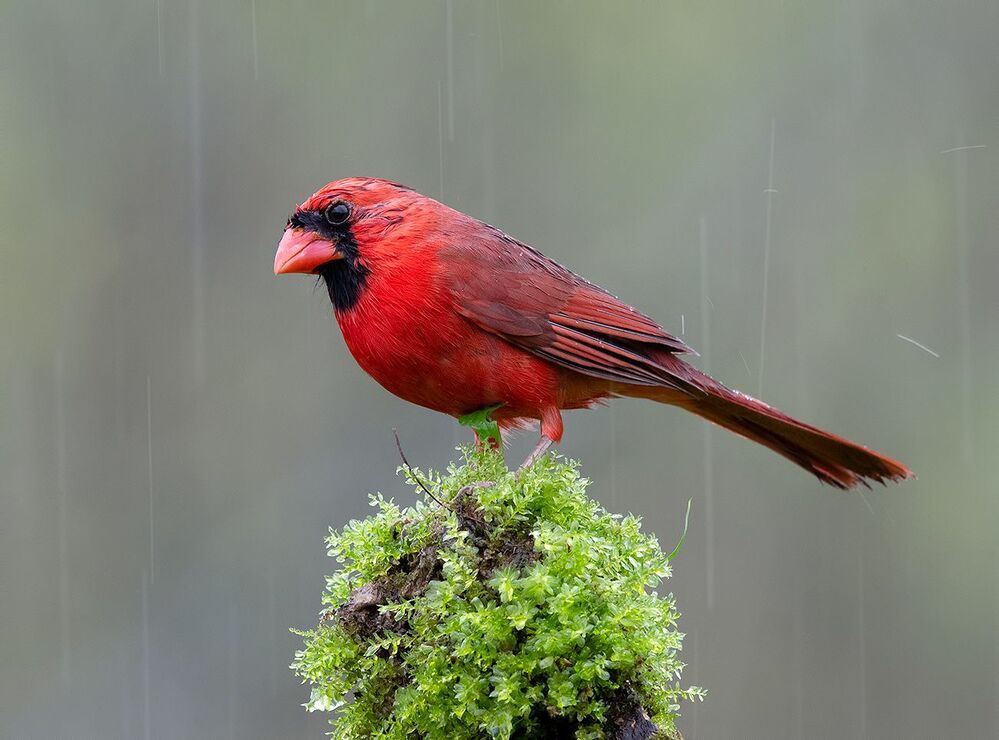 Красный кардинал - Northern Cardinal male