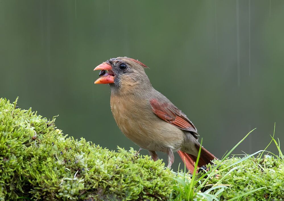 Female Northern Cardinal - Самка. Красный кардинал