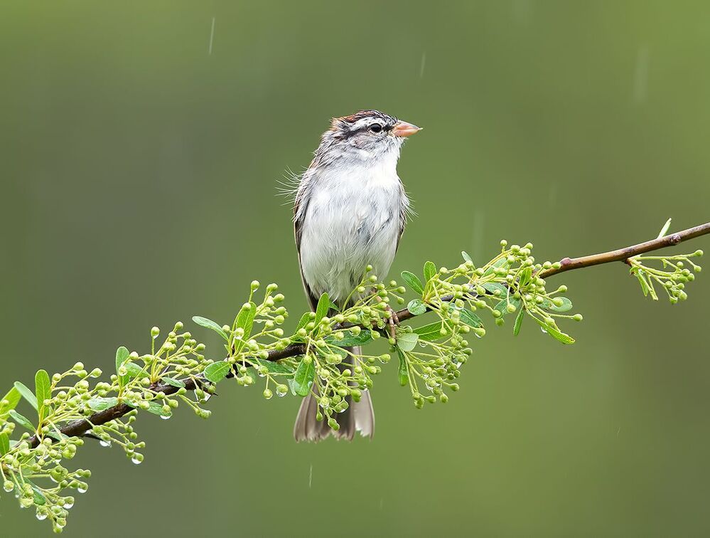 Обыкновенная воробьиная овсянка -Chipping sparrow