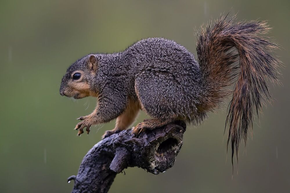 Fox Squirrel  - Лисья Белка