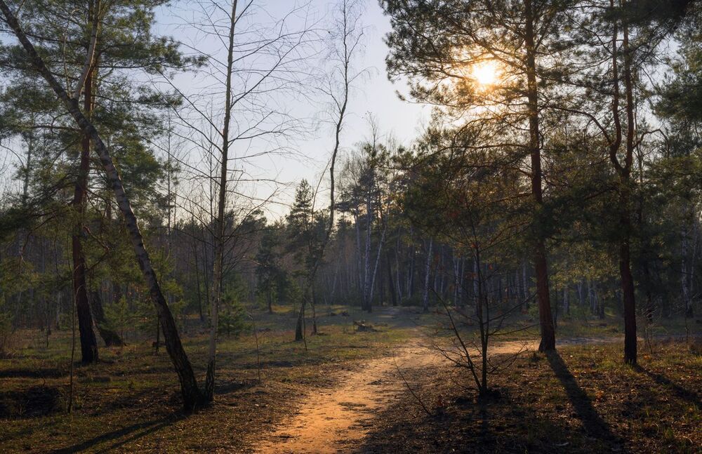 Стоит недвижно и безмолвно лес прозрачный
