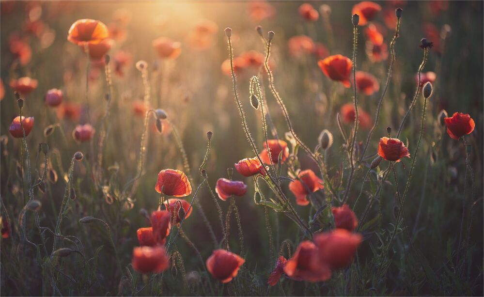 evening of favorite flowers ...