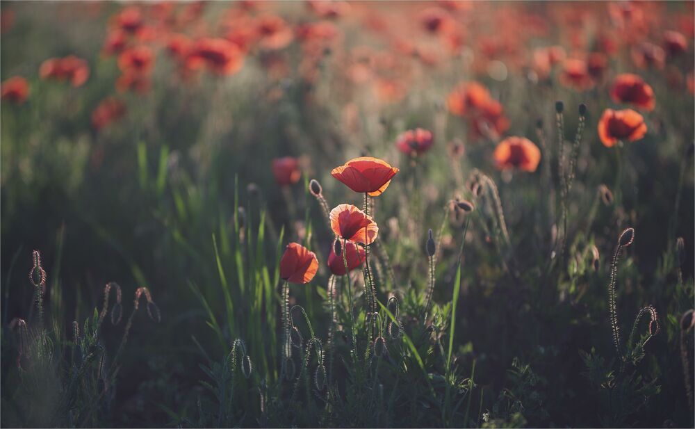evening of favorite flowers ...