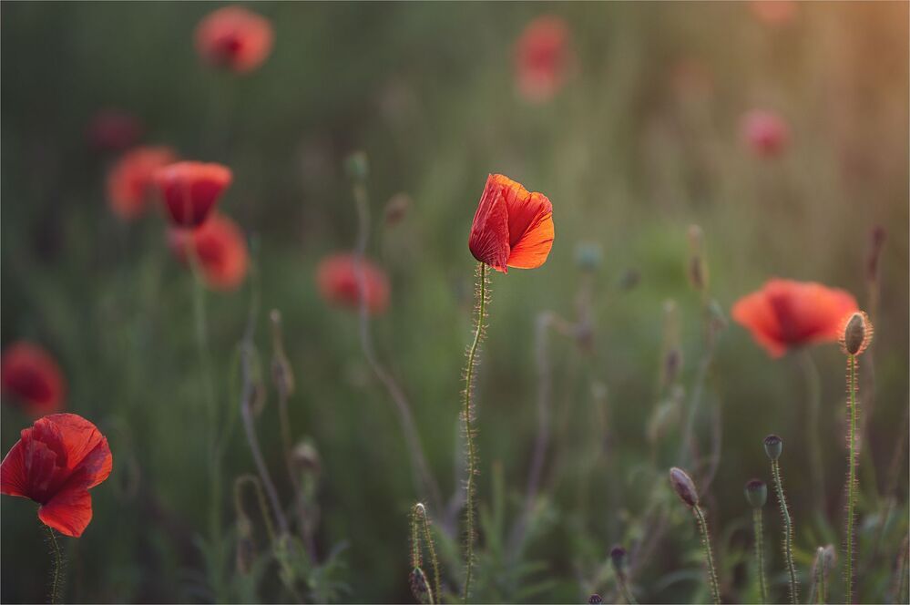 evening of favorite flowers ...