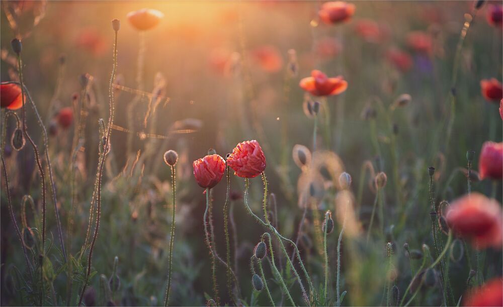 evening of favorite flowers ...