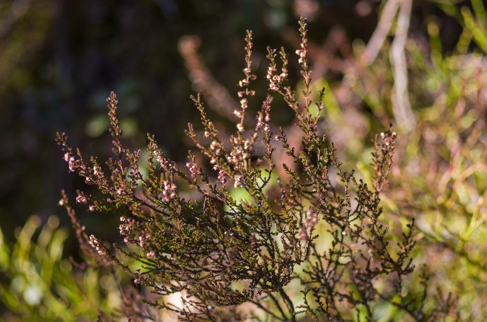 And Spring herself when she woke at dawn...