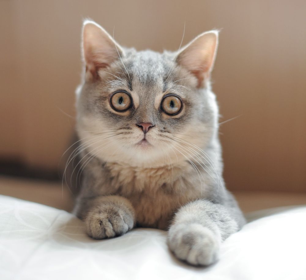 Emotional Cat
