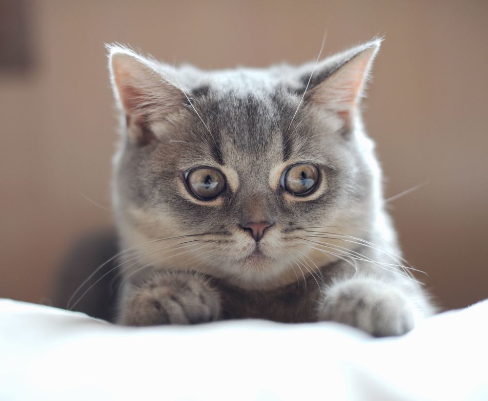 Emotional Cat