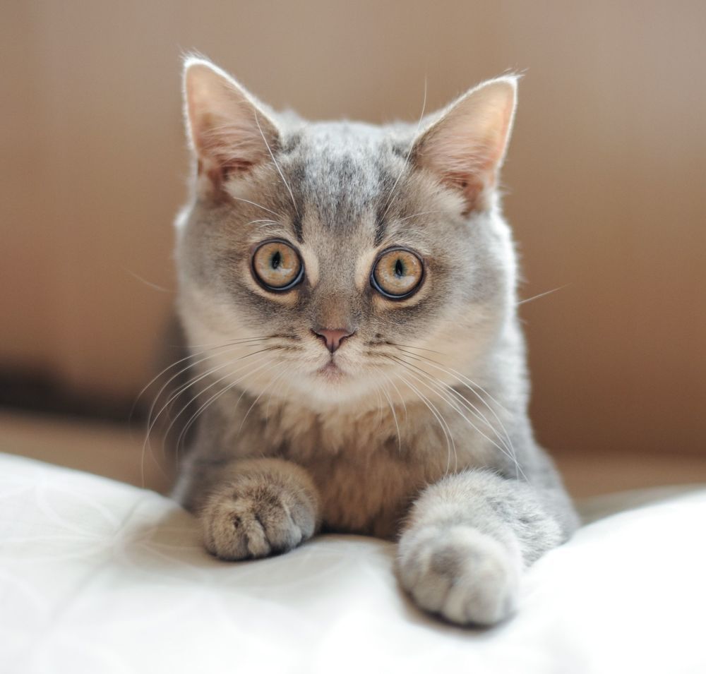 Emotional Cat
